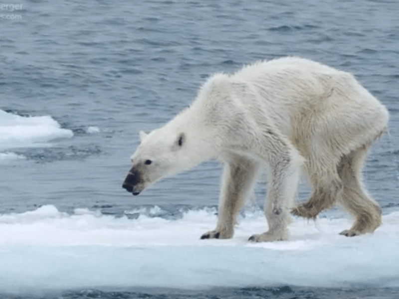 Scoring high on the argumentative&nbsp;essay